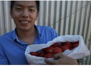 OUTDOOR TOMATOES  3KG Bag Katikati Grown